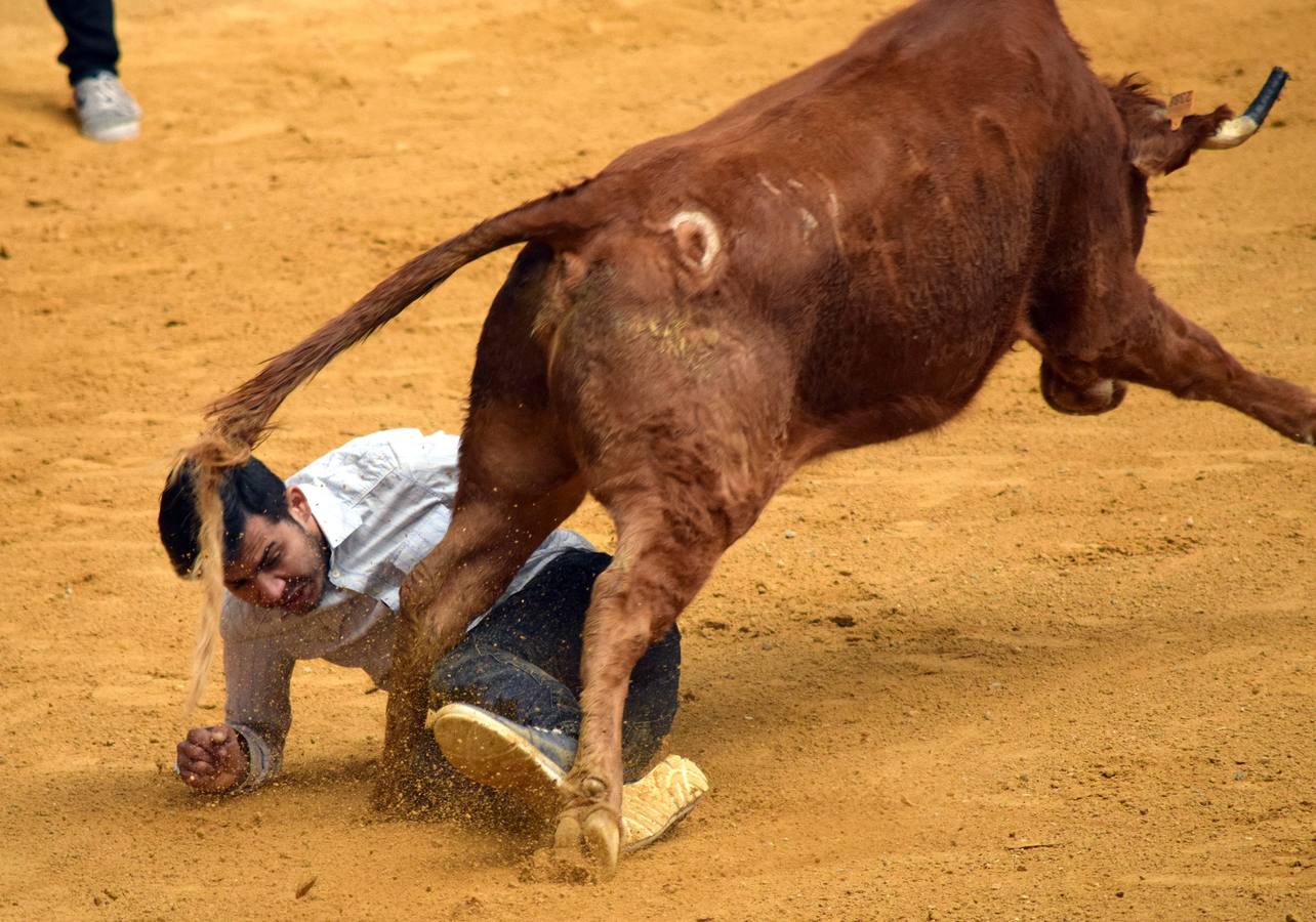 Las vaquillas, uno de los actos más concurridos de las fiestas de San Mateo ya han comenzado con el habitual éxito de público