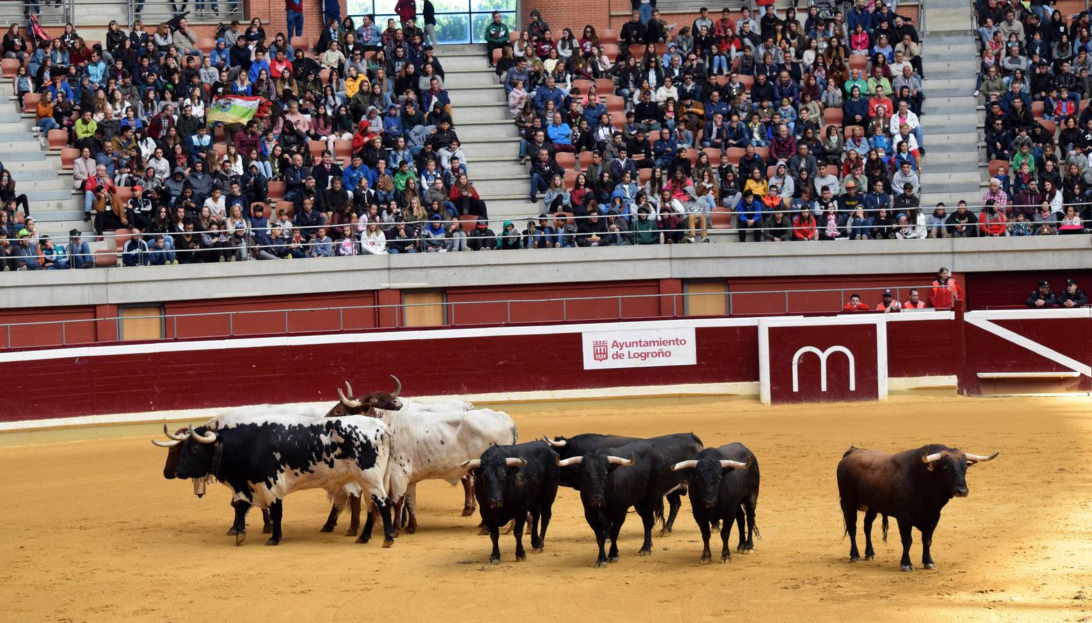 Las vaquillas, uno de los actos más concurridos de las fiestas de San Mateo ya han comenzado con el habitual éxito de público