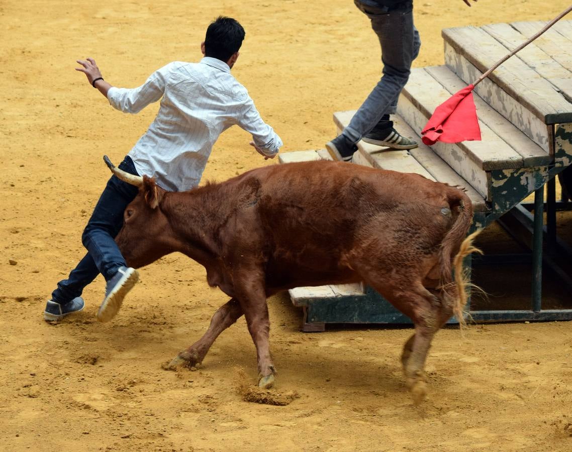 Las vaquillas, uno de los actos más concurridos de las fiestas de San Mateo ya han comenzado con el habitual éxito de público