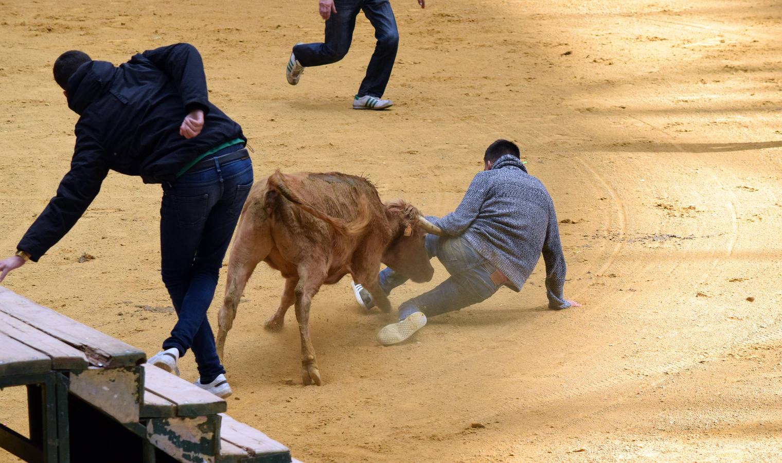 Las vaquillas, uno de los actos más concurridos de las fiestas de San Mateo ya han comenzado con el habitual éxito de público