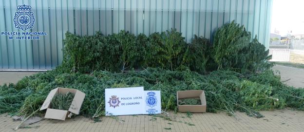 Droga incautada en la operación desarrollada por las policías Local de Logroño y Nacional en Villamediana de Iregua. :: P.N.