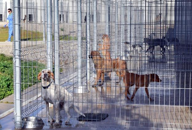 Perros alojados en el Centro de Acogida de Animales de Logroño. :: 