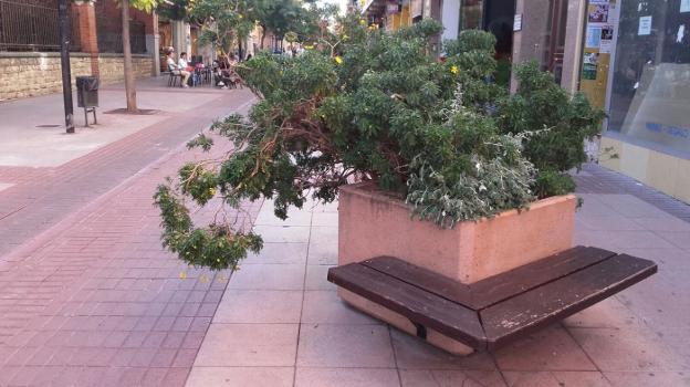 La Guindilla: una jardinera que está «muy descuidada»