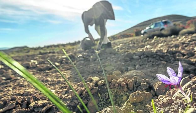 En Agoncillo se encuentra la finca de Leticia Sorzano, cuya producción se recolecta estos días.