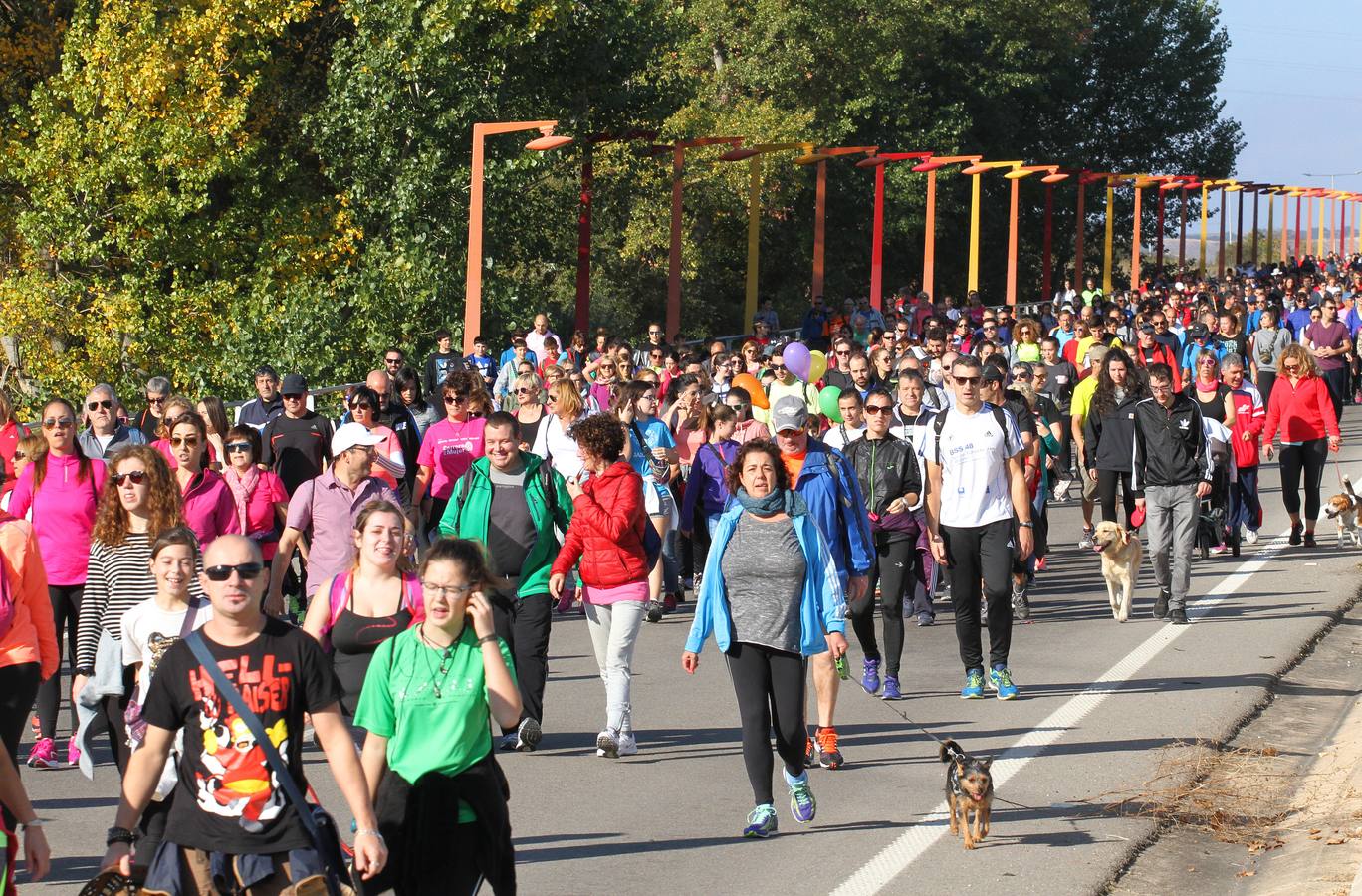iel a su cita con la solidaridad, la tradicional marcha ASPACE ha echado a andar este domingo, 29 de octubre, desde el polideportivo municipal de Las Gaunas con la participación de alrededor de 3.000 personas que han querido apoyar esta iniciativa que pretende concienciar a la sociedad riojana sobre la realidad de las personas con parálisis cerebral.