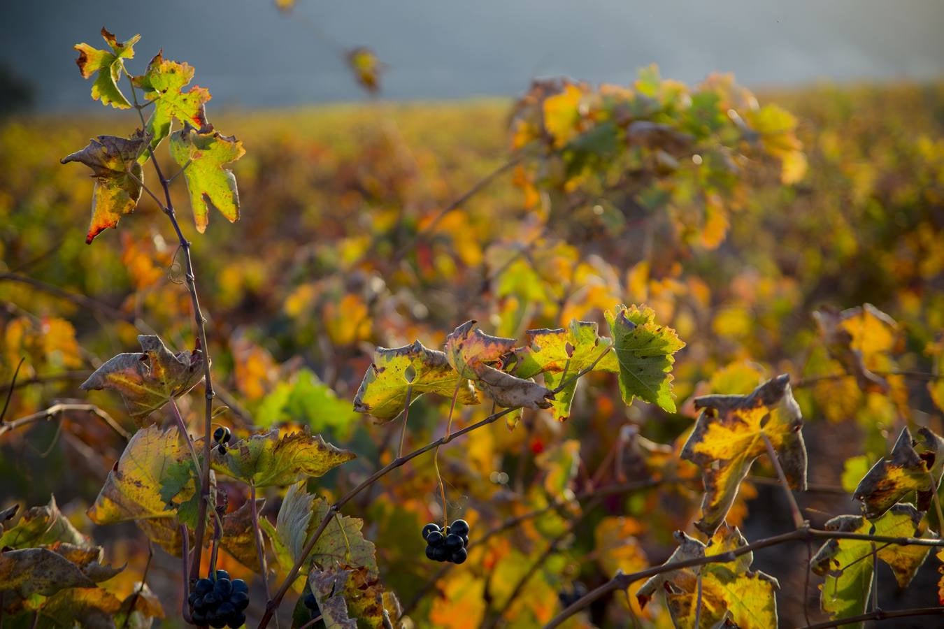 Las viñas riojanas, en otoño