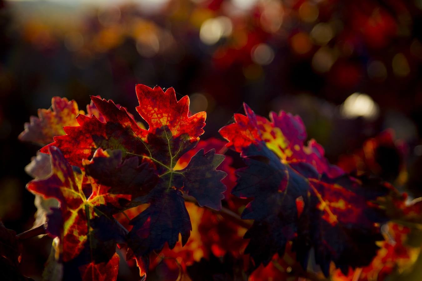 Las viñas riojanas, en otoño