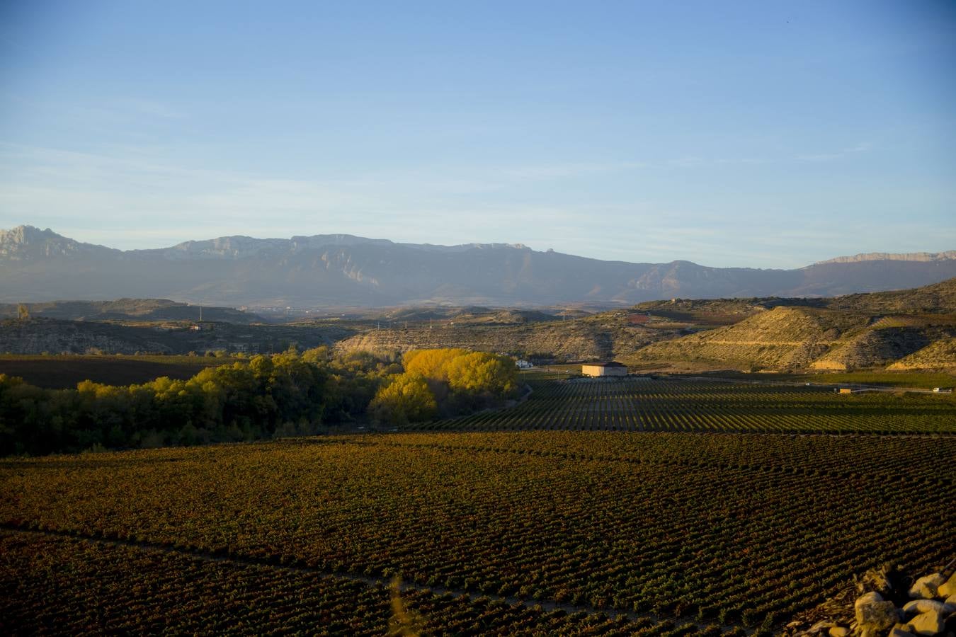 Las viñas riojanas, en otoño