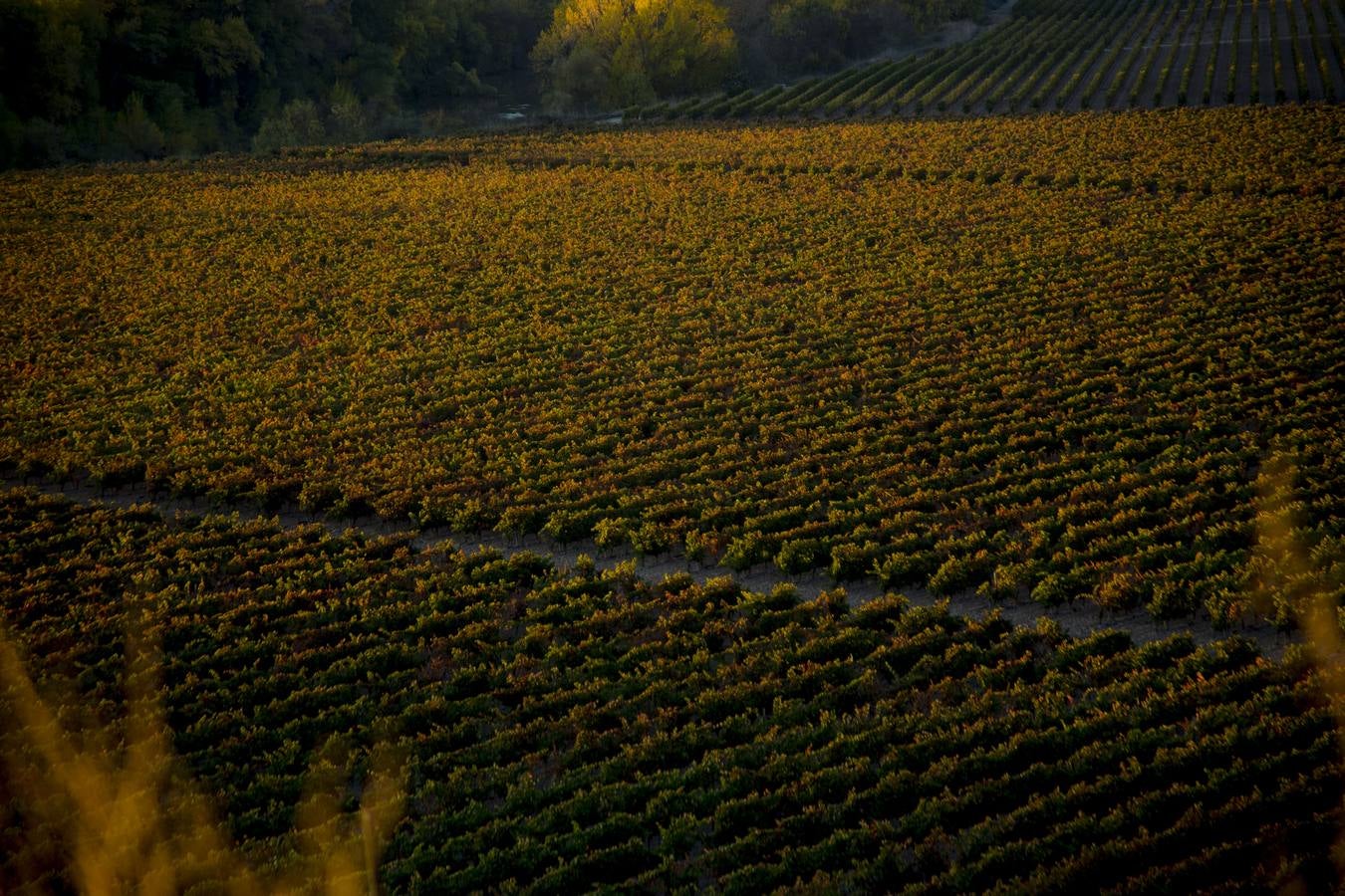 Las viñas riojanas, en otoño