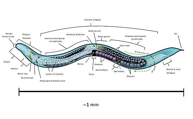 Dibujo de un gusano 'Caenorhabditis elegans'.