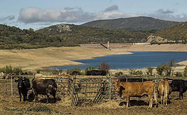 Vista del embalse de Pajares con el ganado en primer término. 