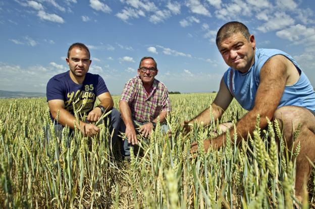 Agricultores riojanos muestran, en junio, el lento crecimiento de su cereal por la falta de agua. :: j. rodríguez