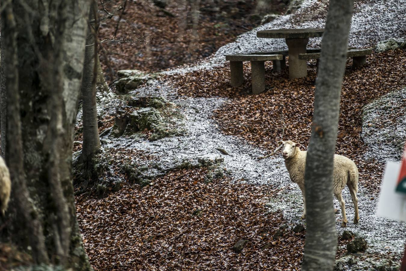 Llega el frío a La Rioja y viene acompañado de la nieve