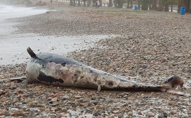 La ballena hallada en La Azohía. 