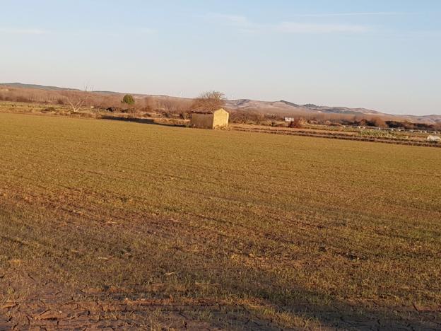 Cultivo de trigo en Murillo de Calahorra ayer por la tarde. :: m.f.