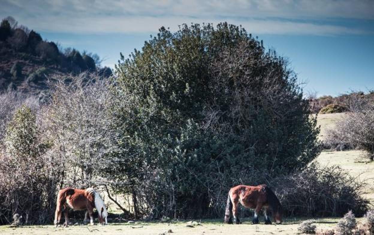 Los caballos pastan entre los acebos. :