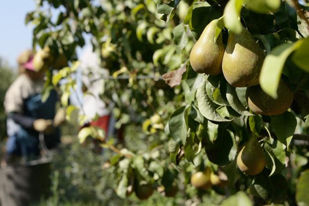 Foto de unas peras de Rincón durante la cosecha del año pasado. :