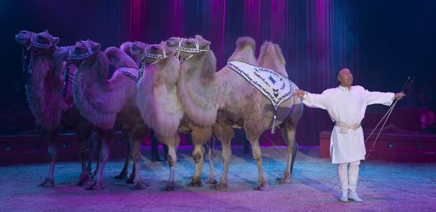 Un número de camellos durante uno de los espectáculos circenses representados durante las fiestas de Logroño