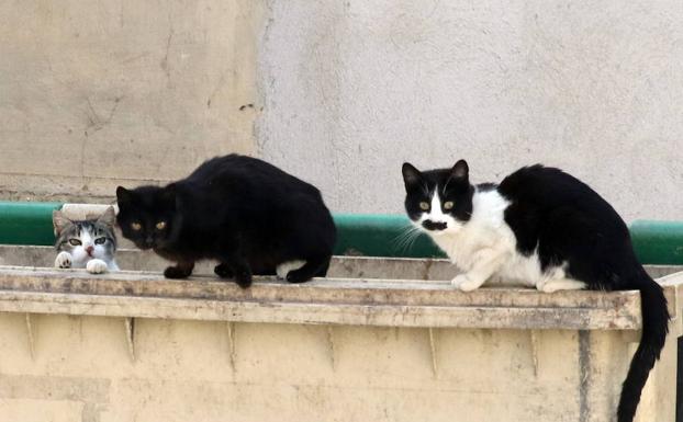 Gatos callejeros. 