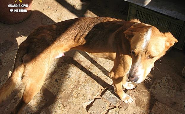 Mata a su perro de hambre en Arnedo y otros tres se alimentan de su cadáver