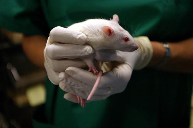 Uno de los ratones tratados, junto a un tumor metastásico de colon. :: Daniele Tauriello / IRB Barcelona