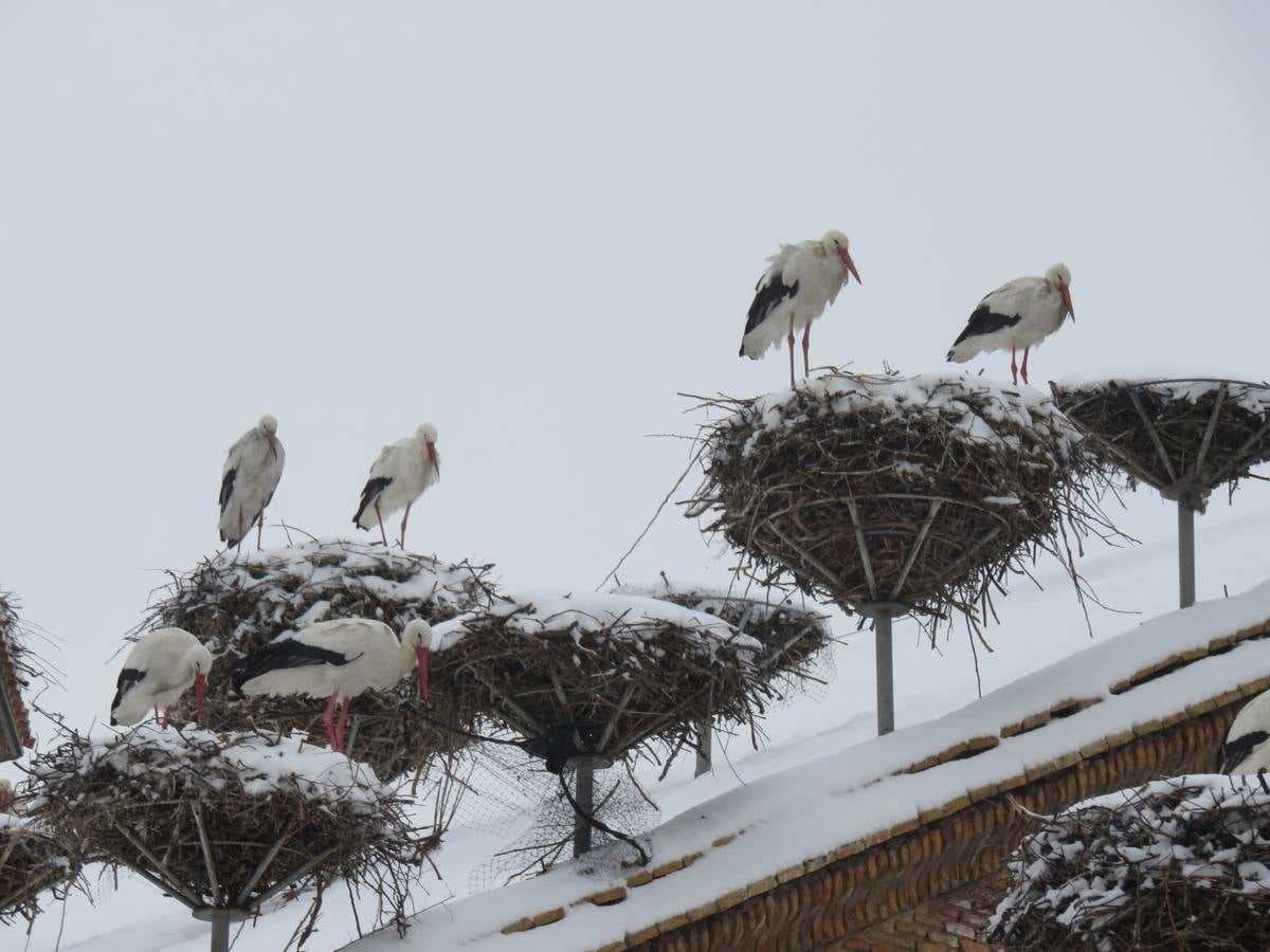 El temporal de nieve en LA Rioja ha dejado preciosas estampas, como estas de Alfaro en las que las cigüeñas han tenido un protagonismo especial