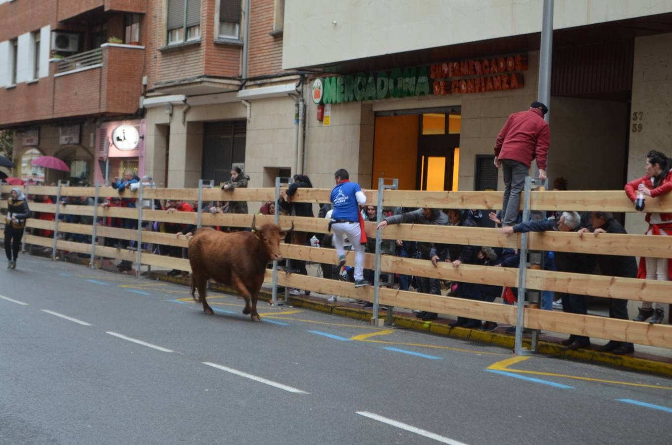 Al chupinazo celebrado por la mañana le siguió por la tarde el primer encierro de reses bravas. Sólo los más ‘valientes’ se atrevieron con el espectáculo. Y es que había que armarse de valor para soportar el frío y la lluvia que se apropiaron de la tarde en Calahorra. Al final, con gorros y paraguas, los aficionados disfrutaron de las vacas en la calle y de los saltos y quiebros de los recortadores en la plaza. Antes de la exhibición se guardó un minuto de silencio por el calagurritano Chema García, fallecido esta semana y gran aficionado al mundo taurino, y en especial a los encierros. 