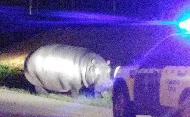 Un hipopótamo pasea por un pueblo de Badajoz tras escaparse de un circo