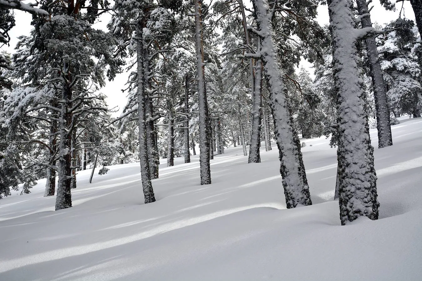 Espectacular paisaje de Sierra Cebollera cubierta por la nieve en este último fin de semana de invierno.