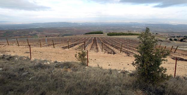 Imagen de unas nuevas plantaciones de viñedo :: justo rodríguez
