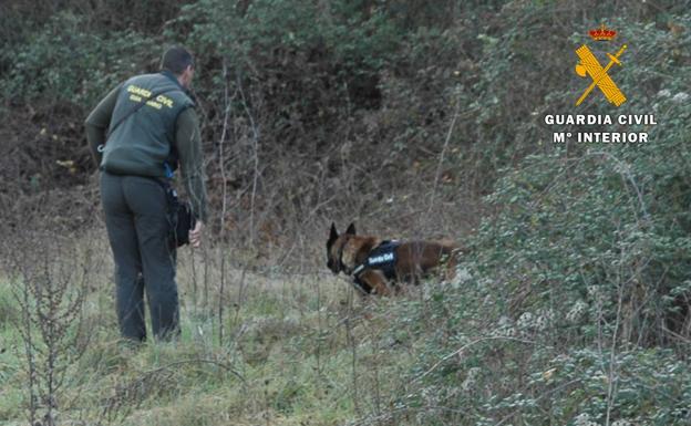 Imagen principal - Arriba y abajo, 'Tiétar' inspecciona la finca. En el centro, uno de los cebos envenenados