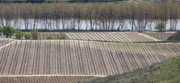 Viñedos en San Asensio, próximos al castillo de Davalillo, donde ayer se apreciaba la crecida del Ebro, en contraste con la situación de sequía del año pasado.  :: sonia tercero