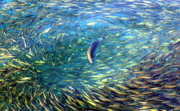 La diversidad de los peces se originó con la extinción de los dinosaurios