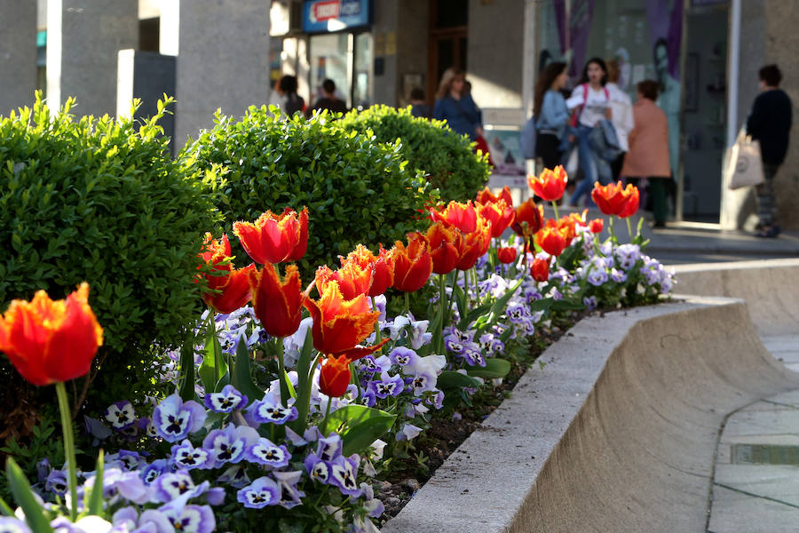 Colores por toda la ciudad. Las flores lo inundan todo. Han sido meses de frío y de una primavera oscura, fría y húmeda. Toca meter color y la ciudad deslumbra con el colorido de las plantas.