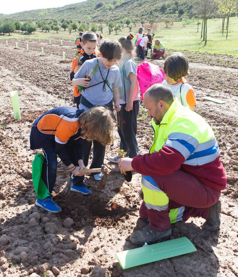 Cuca Gamarra y unos 200 escolares de la ciudad han participado en la tradicional plantación de encinas y pinos en el parque de La Grajera