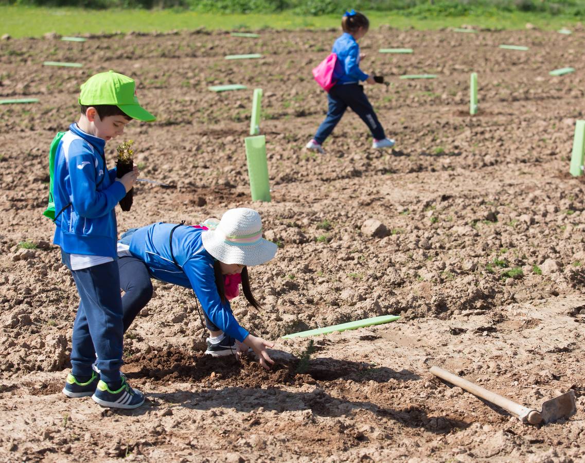 Cuca Gamarra y unos 200 escolares de la ciudad han participado en la tradicional plantación de encinas y pinos en el parque de La Grajera