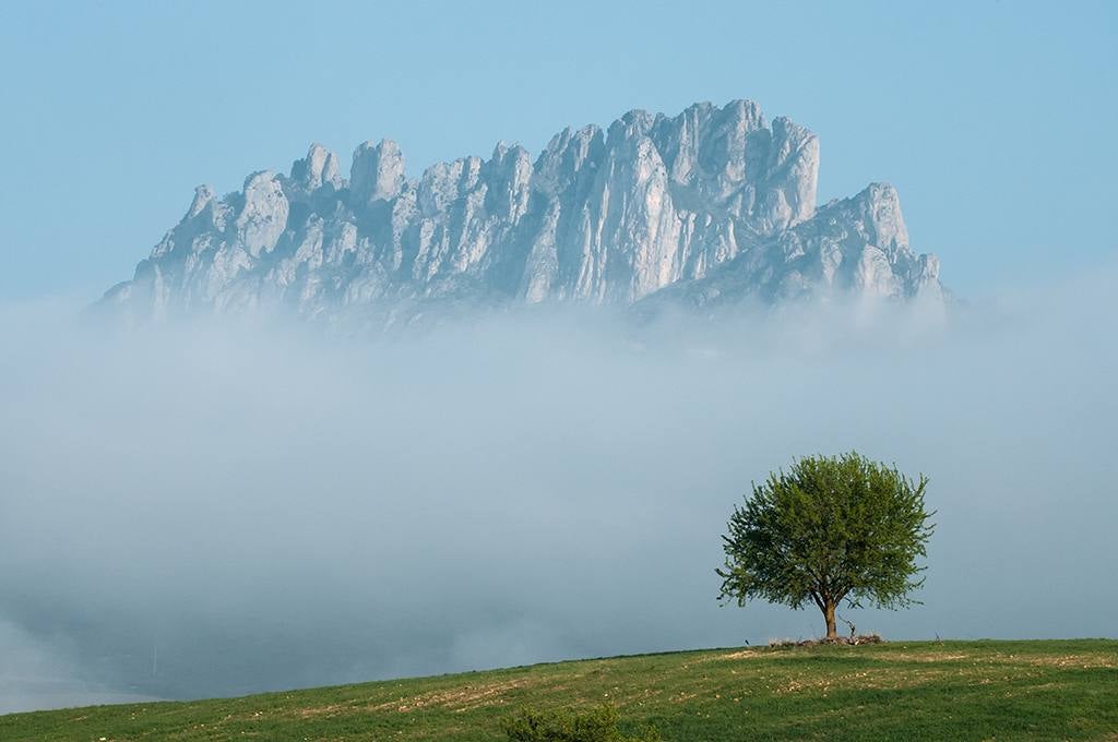 'Árbol | Jon Andoni Arizti Txakartegi