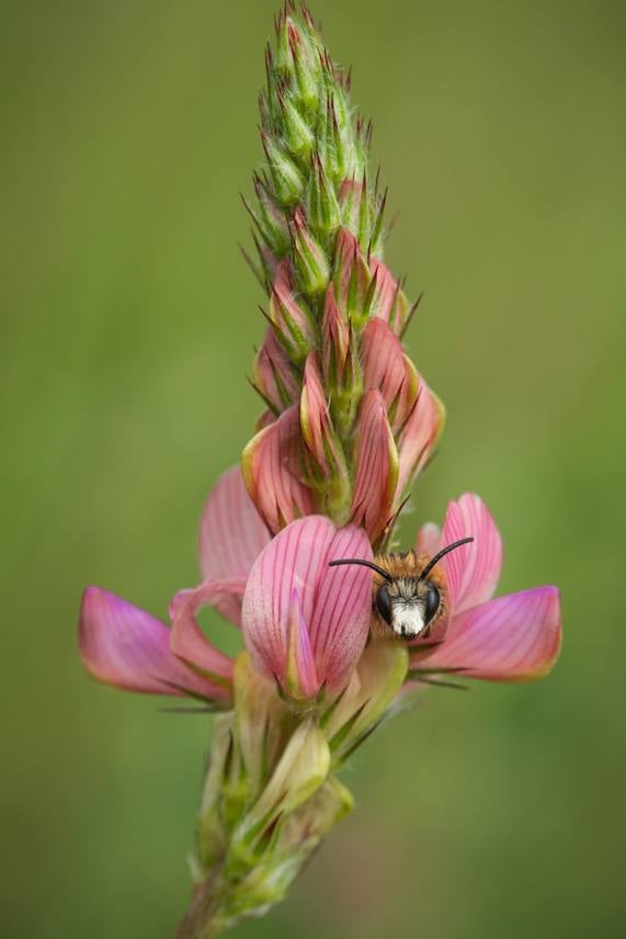 'Entendimiento' | Ana Josefa Alegría Sáinz