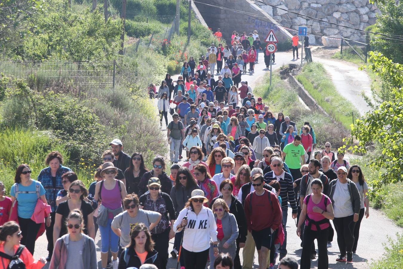 1.200 personas participaron en el útimo Paseo Saludable, un recorrido de doce kilómetros al mirador de los viñedos, a medio camino entre Logroño y El Cortijo.