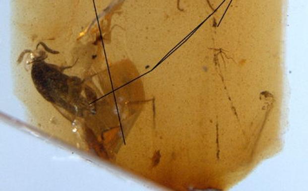 Fragmento de ámbar que contiene parte de la tela de araña con la araña más antigua del mundo además de otros insectos, hallado en la sierra de San Just. 