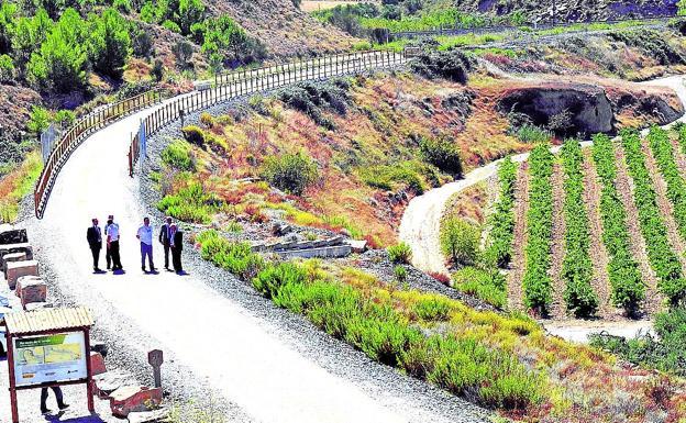Logroño. La Vía Verde del Cortijo transcurre entre viñedos. 