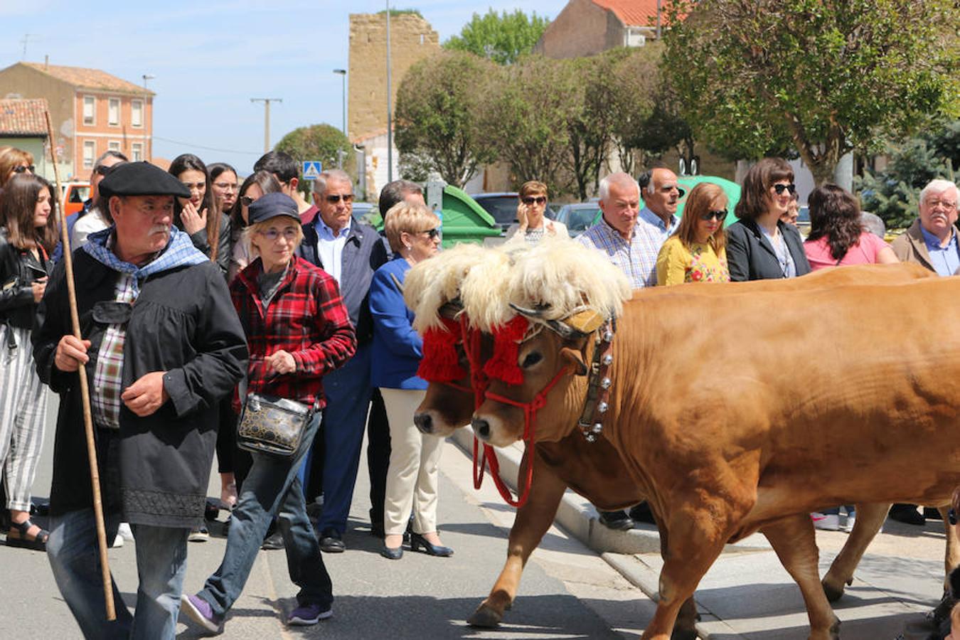 Segunda jornada de las fiestas del Santo con imágenes de la procesión de las doncellas, La Rueda y reparto de pan con cebolleta.