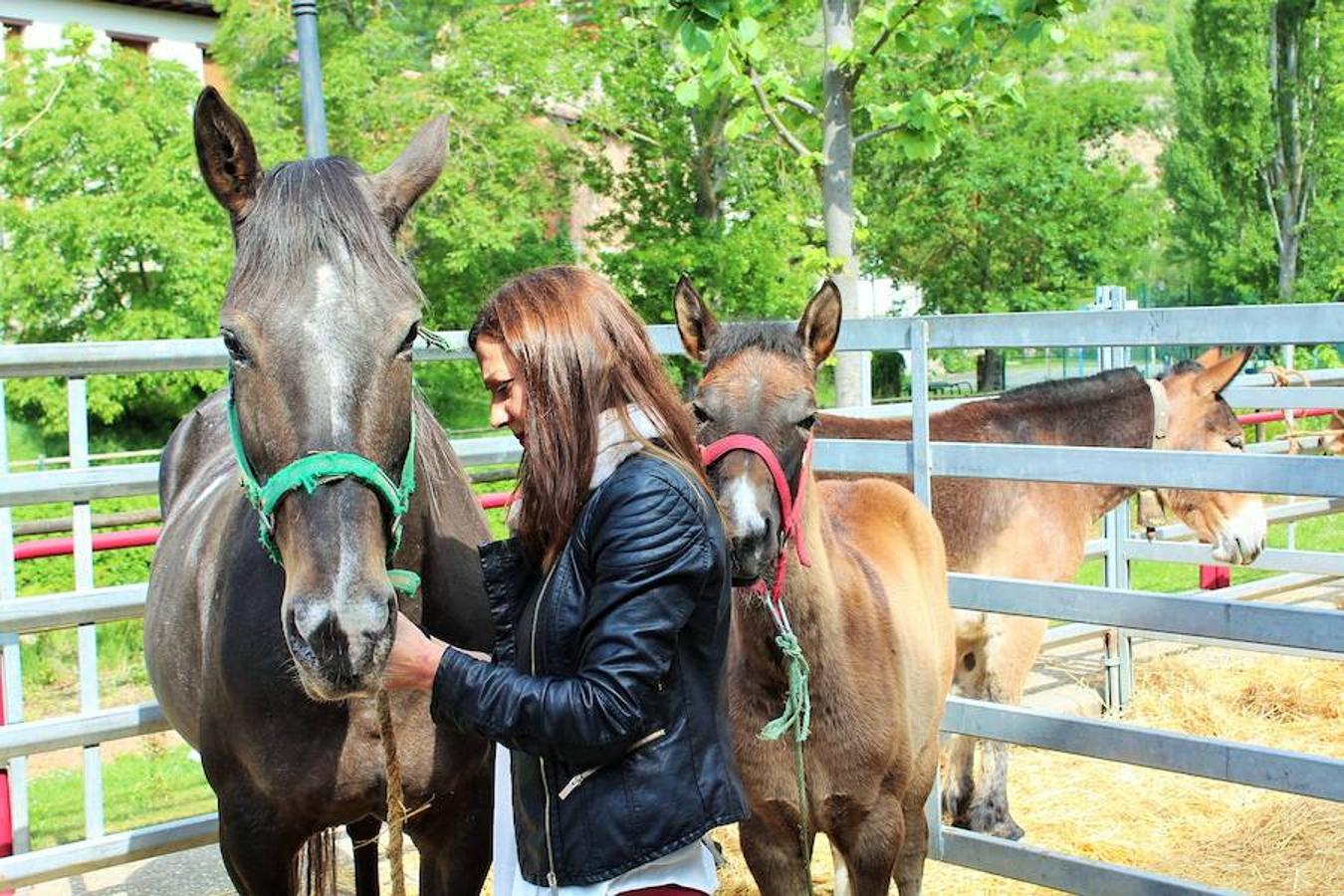 Soto en Cameros ha reeditado la tradicional feria del ganado loca. Una selección de distintas variedades de reses, de ganado caprino, ovino y caballar han sido expuestas en la plaza local en un ambiente festivo.