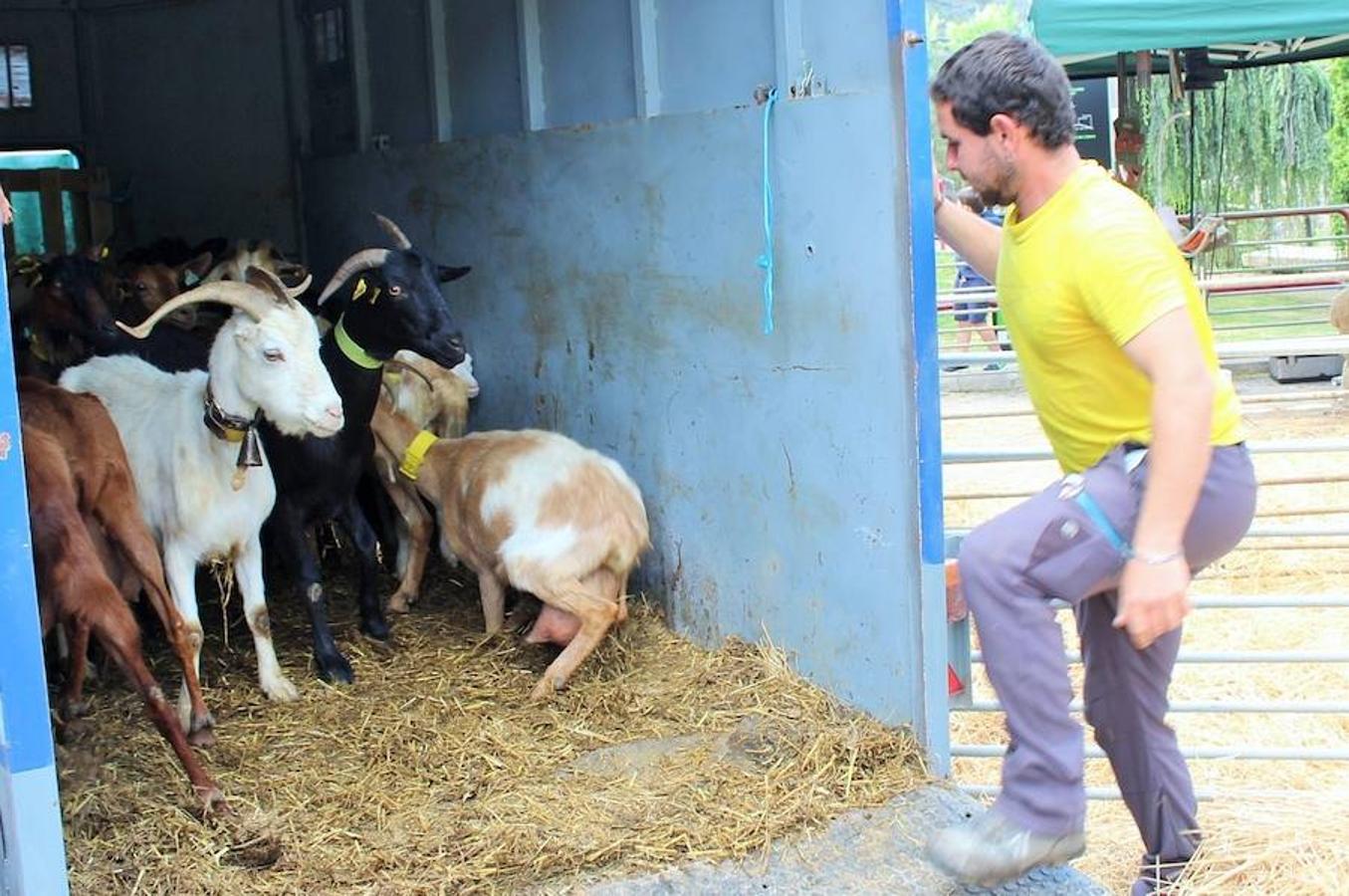 Soto en Cameros ha reeditado la tradicional feria del ganado loca. Una selección de distintas variedades de reses, de ganado caprino, ovino y caballar han sido expuestas en la plaza local en un ambiente festivo.