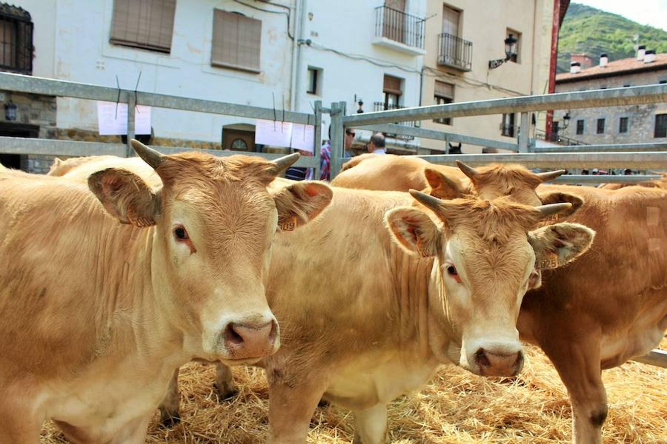 Soto en Cameros ha reeditado la tradicional feria del ganado loca. Una selección de distintas variedades de reses, de ganado caprino, ovino y caballar han sido expuestas en la plaza local en un ambiente festivo.