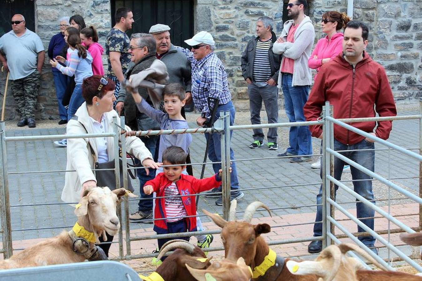 Soto en Cameros ha reeditado la tradicional feria del ganado loca. Una selección de distintas variedades de reses, de ganado caprino, ovino y caballar han sido expuestas en la plaza local en un ambiente festivo.