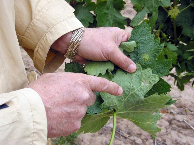 Un agricultor señala una mancha de mildiu sobre una hoja, en una imagen de archivo. :: j.m.