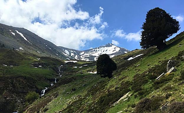 El Urbión y sus tejos. El pico Urbión, la semana pasada con los últimos neveros de la cumbre, y el río pasando junto a los dos tejos casi milenarios. 
