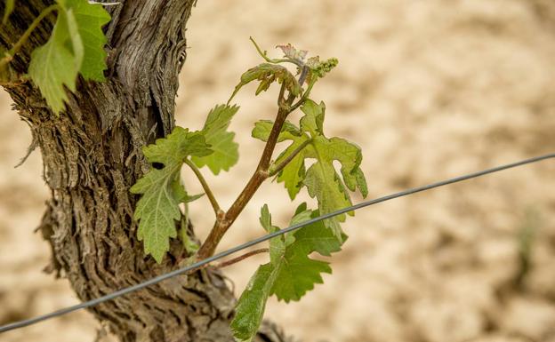 ¿Qué pasa en la viña en Primavera?