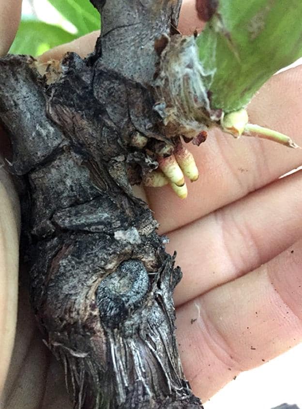 Imagen de las raíces aéreas que han aparecido en viñedos riojanos. :: F. M. T.